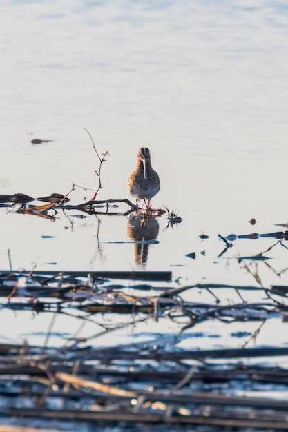 Волга - место для ловли осетра - всё, что вам нужно знать Ловля осетра в могучей реке Волге.