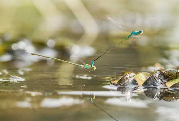 Оптимальная приманка для ловли линя