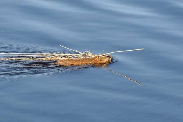 Как успешно ловить судака в реках Европейской части России Ловля судака в водах европейской части России.