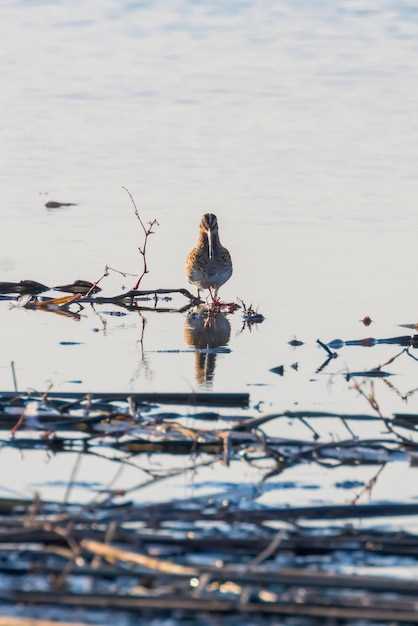 Адреналин на максимуме - охота на судака в дельте Волги Адреналин от ловли судака в дельте Волги.