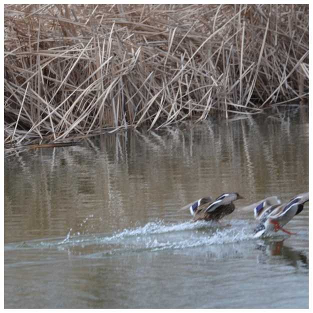 Виды рыбы в каналах Челябинской области